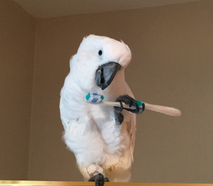 Diesel - Brush your beak!